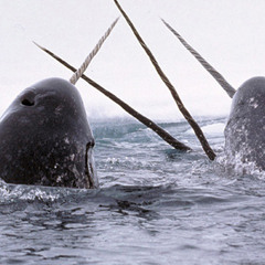 narwhalsnarwhals
