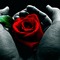 rose963