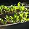 Sugarbeet