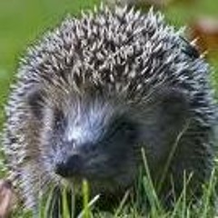 aGGro-iGel