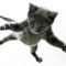 Housekitty