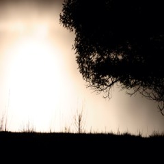 Nin