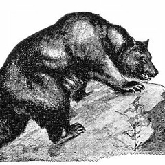 This Dreadful Animal