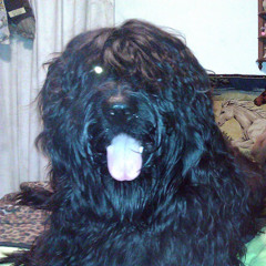 Cu Dubh