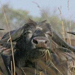 Falkenbach - Baldurs Tod (cover MAO)