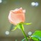 LoveSongs123