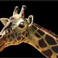 Halil Ibrahim Kalmaz