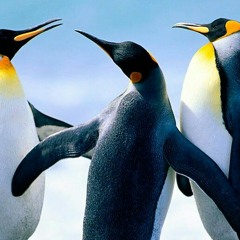 MR.PENGUIN >:D  <3