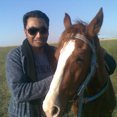 cavaliere amante