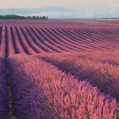 Lavender Libya