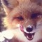 fox_paw