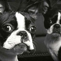 The Boston Terriers