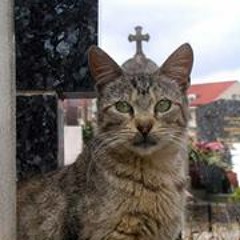 José Bobadilla Portiño