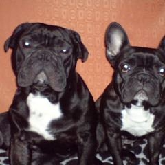 Helmut