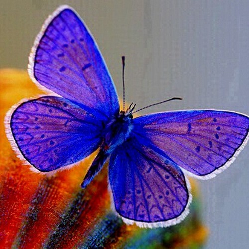 bluebutterfly1’s avatar
