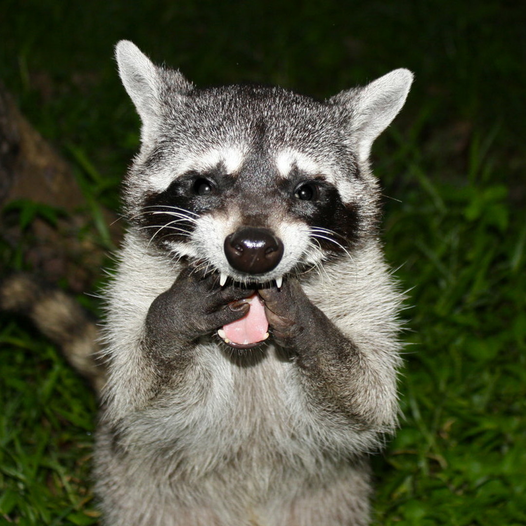 【早い者勝ち】Crazy Raccoon　CR VanilLa　プレイマット Amazon.co.jp: Vanilla Crazy Raccoon Clear File Lawson CR