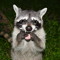 The Crazy raccoons
