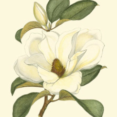 Magnanimous Magnolian