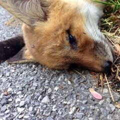 SeñorEctoplasmicButthole