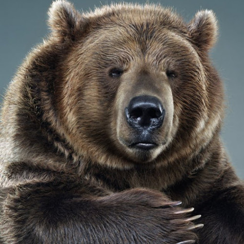 Bear GRiZZLY Xi (BGXi)’s avatar