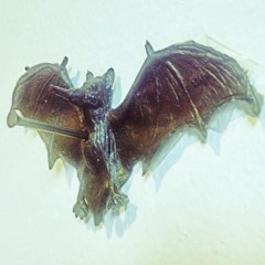 Sebastian Gamez 1