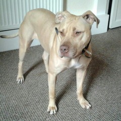 slykbull