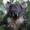 Koalagressive