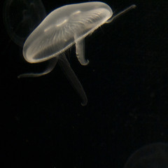 Colectivo In Vitro