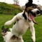 Chien fou