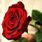 user130601880