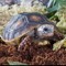 turtlesrock42