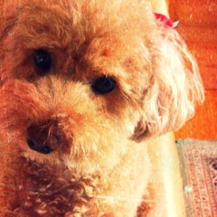 東京パピーズ TokyoPuppies