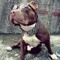 Wellington Martins 21