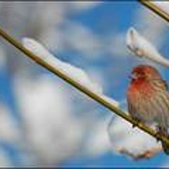 غالية بن علي ^_^