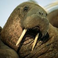 NickFatWalrus