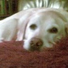 Michelle Amber Gipps