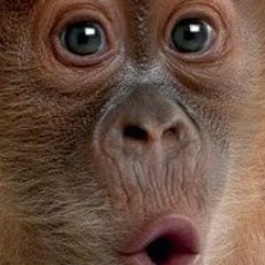 Samson Detrait Lannette