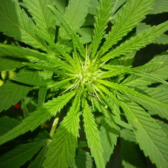 Gehörschutz im Lärmbereich