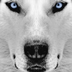 huskyfigo