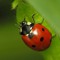 Lady Bug 4