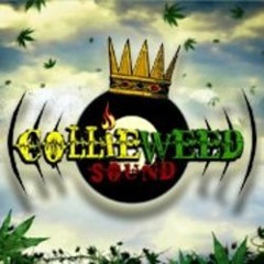 Collie Weed Barcelona
