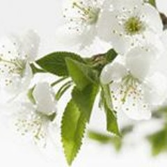 Nina Bhanji-Thanawala