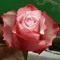 Sweetberry Flower