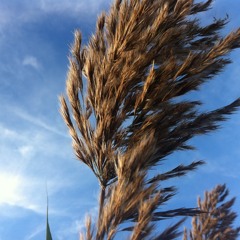 Wood, Hay & Stubble