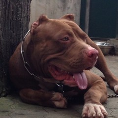 Reynaldihartono