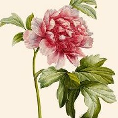 Panthère Nébuleuse