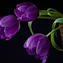 violet flowers