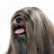 dogsoap