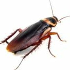 H-man Alian Splifberg