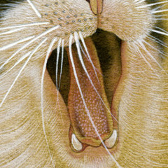 Oleksandr  Piddubnyi